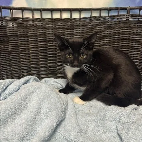 A baby small-sized female Black Domestic Short Hair cat named Mandie for adoption in Henderson, NV