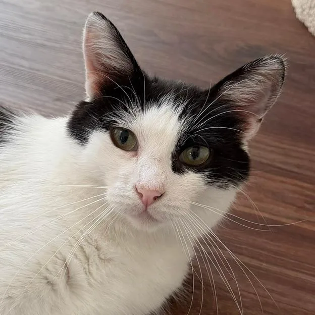 A young medium-sized female White Domestic Short Hair cat named Rosemary for adoption in Naperville, IL
