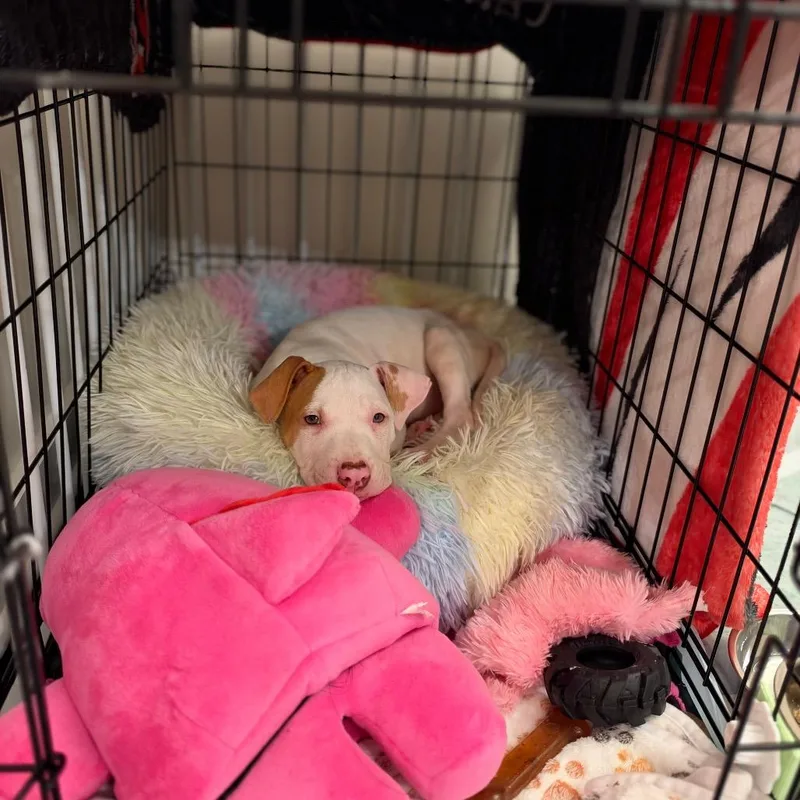 A baby medium-sized female Pit Bull Terrier dog named Ouija for adoption in Durham, NC