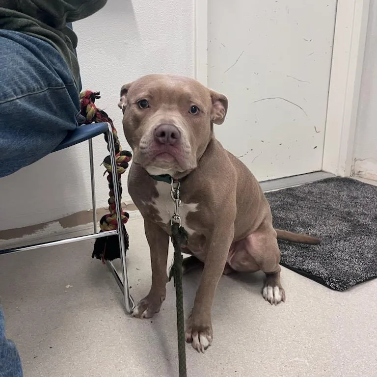An adult medium-sized female Pit Bull Terrier dog named Maia for adoption in Allyn, WA