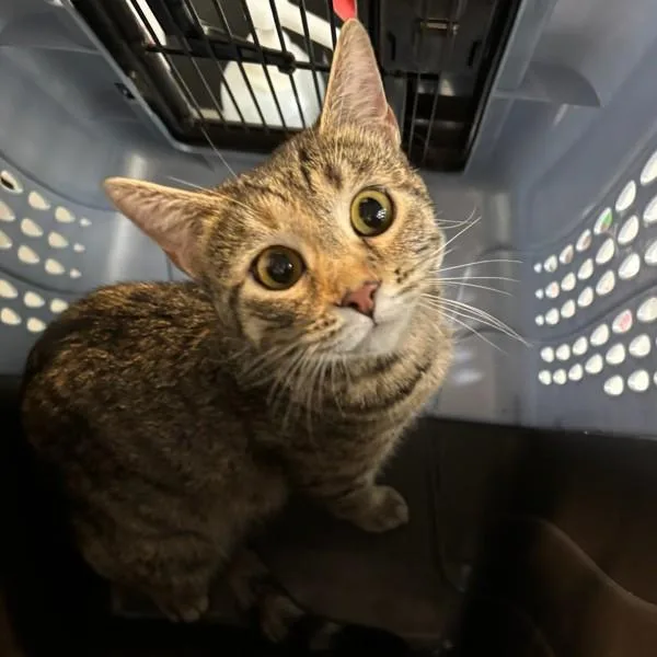 An adult small-sized female Domestic Short Hair cat named Evelyn for adoption in Des Moines, IA