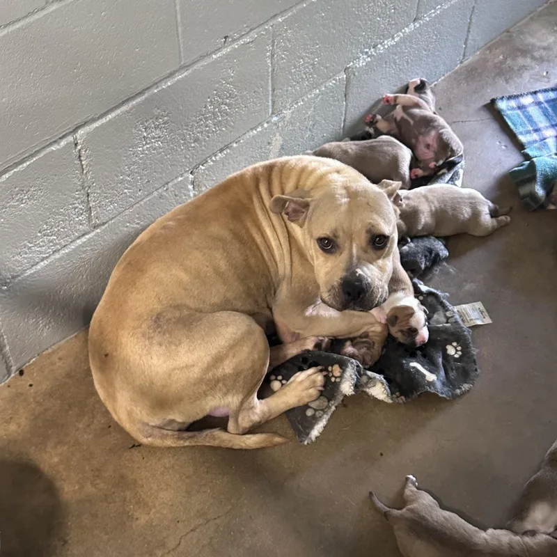 An adult medium-sized female Yellow / Tan / Blond / Fawn Pit Bull Terrier dog named Jenny for adoption in Austin, TX