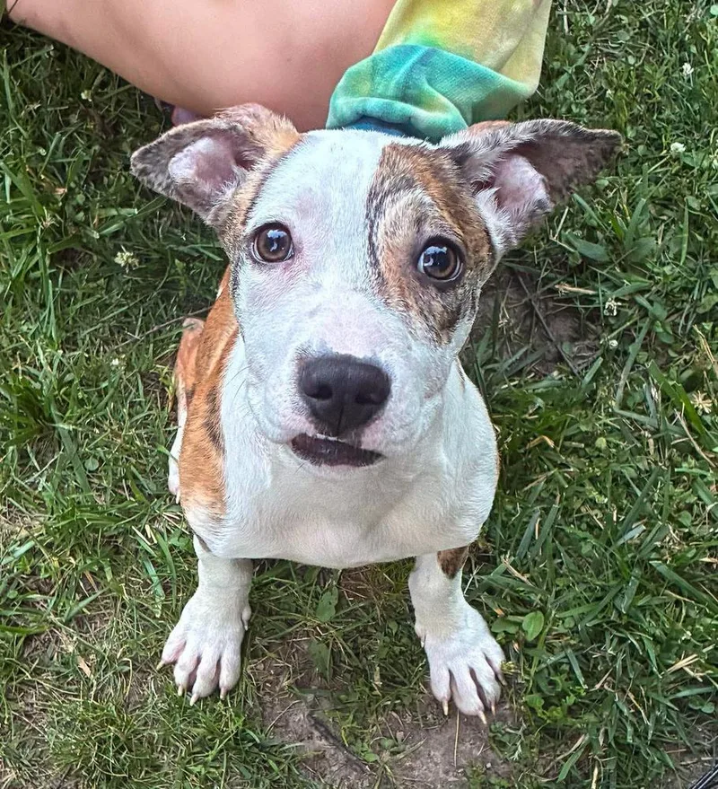 A baby medium-sized male Terrier dog named Asher for adoption in Muskego, WI