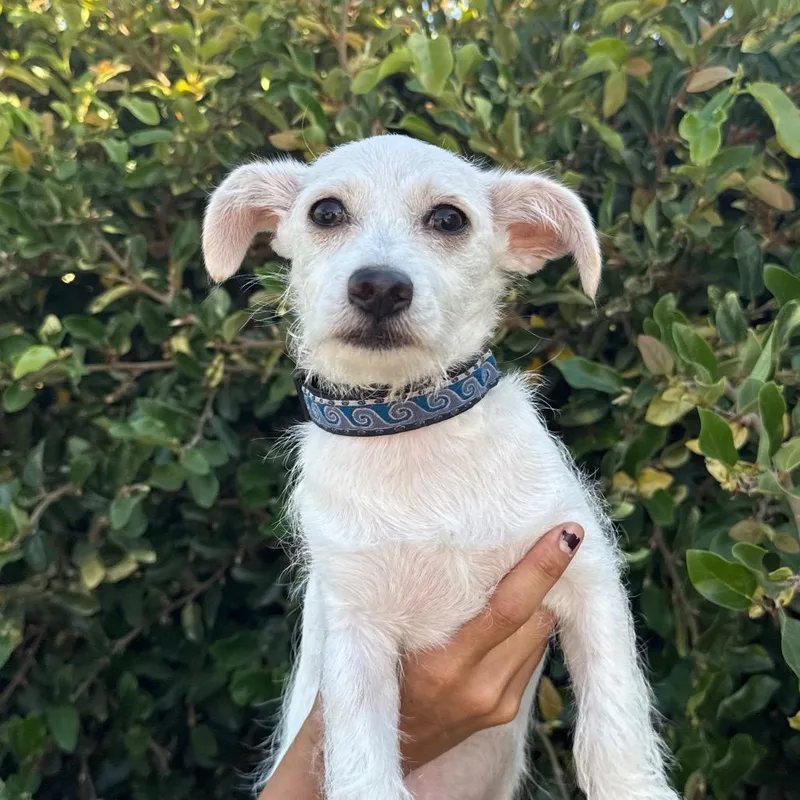 A young small-sized male White / Cream Terrier dog named Flash for adoption in Santa Barbara, CA