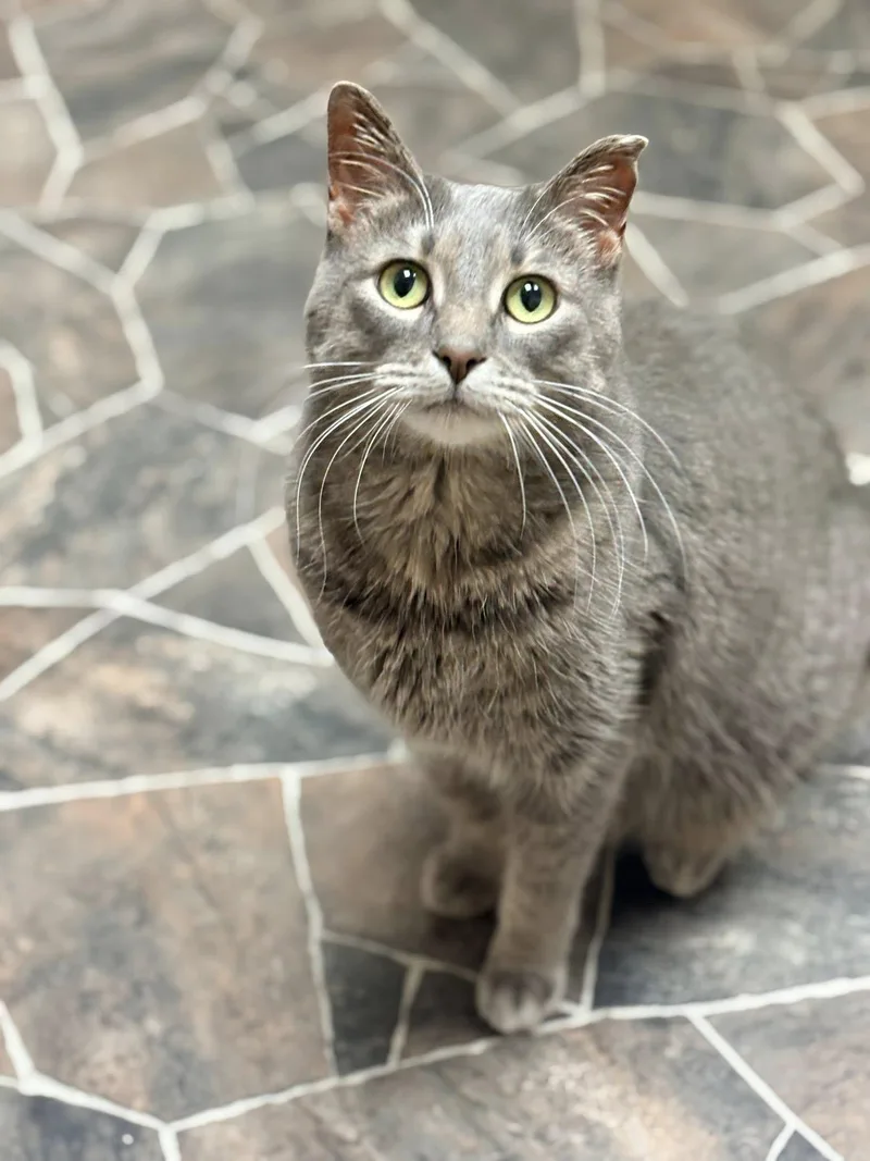 An adult medium-sized female Tabby (Gray / Blue / Silver) Domestic Short Hair cat named Annie for adoption in Sterling Heights, MI