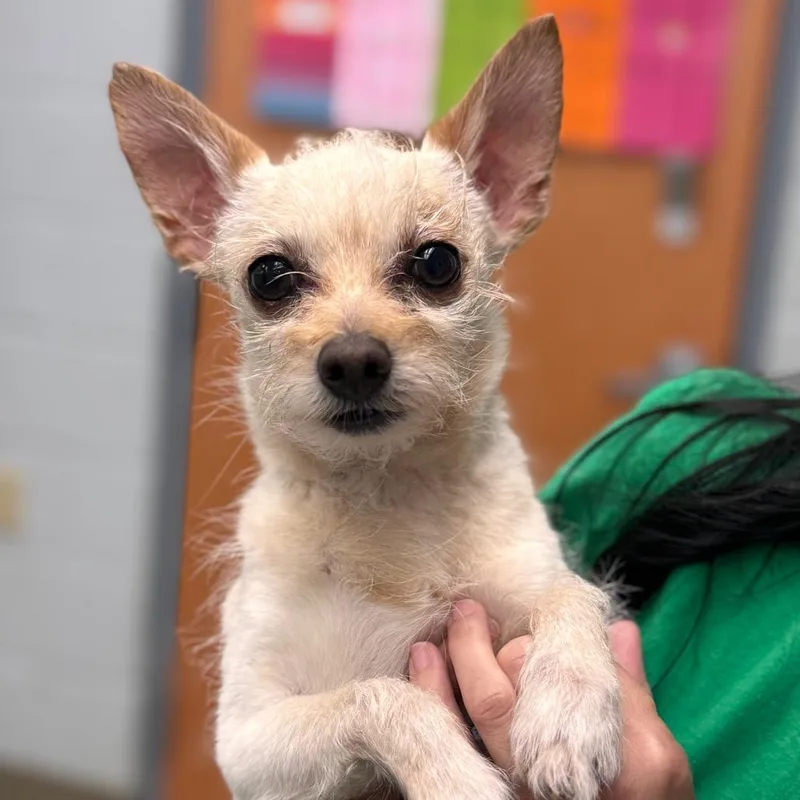 A senior small-sized male White / Cream Chihuahua dog named Timothy for adoption in Birdsboro, PA