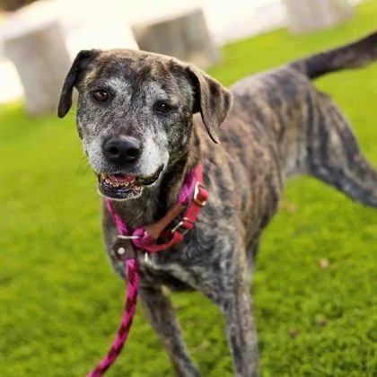 An adult medium-sized female Brindle Mixed Breed dog named Ayla for adoption in Atlanta, GA