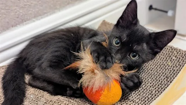 A baby small-sized female Domestic Short Hair cat named Nyx for adoption in Ocala, FL