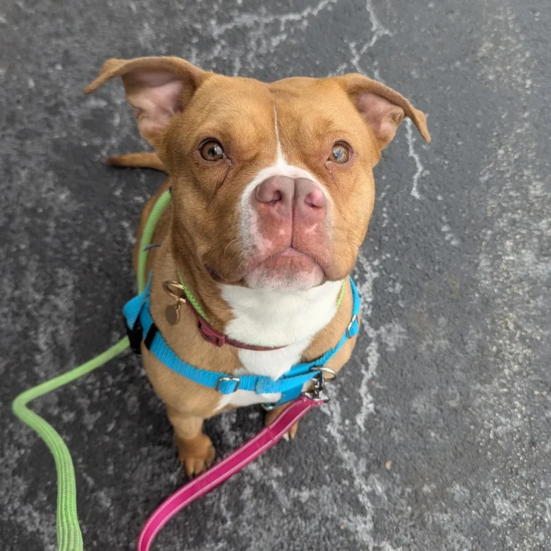 A young medium-sized female Red / Chestnut / Orange Pit Bull Terrier dog named Ginger for adoption in Peotone, IL