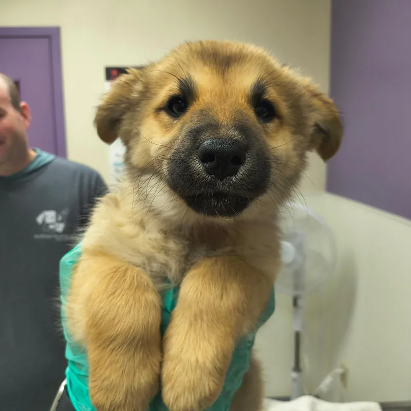 A baby small-sized female Yellow / Tan / Blond / Fawn Shepherd dog named Pumpkin Head for adoption in Albuquerque, NM