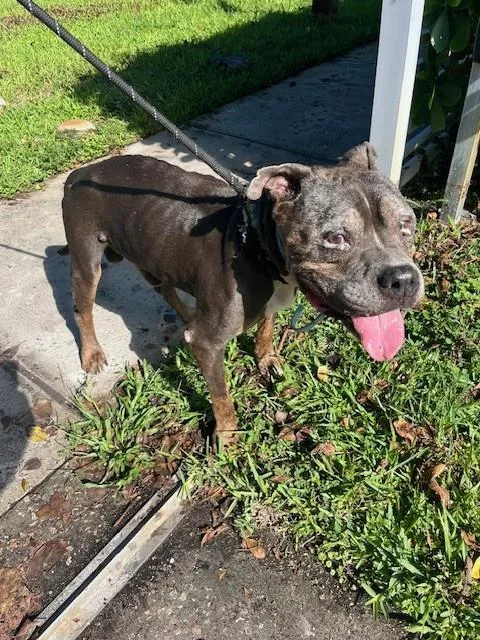 An adult large-sized male American Bulldog dog named Bobby for adoption in Miami, FL