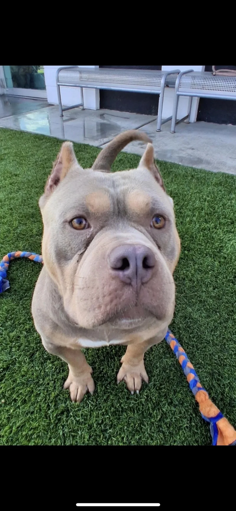 A young medium-sized male Black English Bulldog dog named Harold for adoption in Hamden, CT