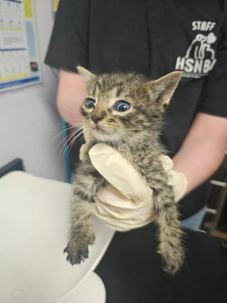 A baby small-sized male Domestic Short Hair cat named Porky for adoption in New Braunfels, TX