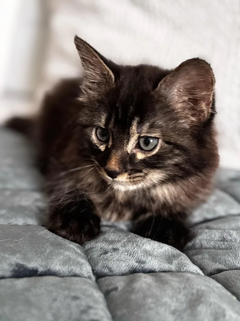 A baby medium-sized male Tabby (Brown / Chocolate) Maine Coon cat named Olson for adoption in Greensboro, NC