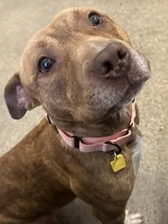 A young medium-sized male Brown / Chocolate Pit Bull Terrier dog named Hancock for adoption in Cleveland, OH
