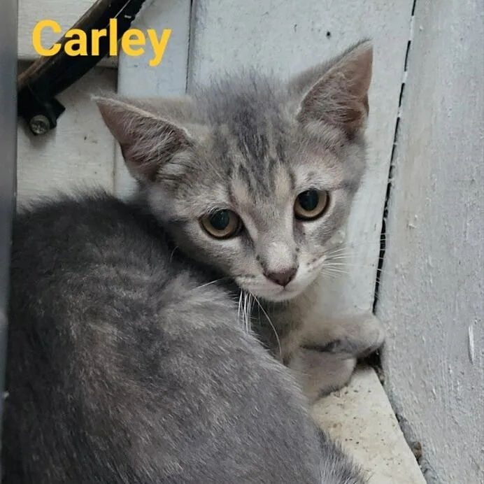 Carley