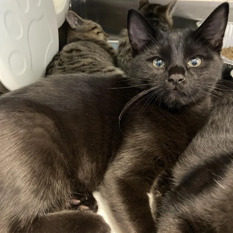 A baby small-sized male Black Domestic Short Hair cat named Randy for adoption in Greensboro, NC