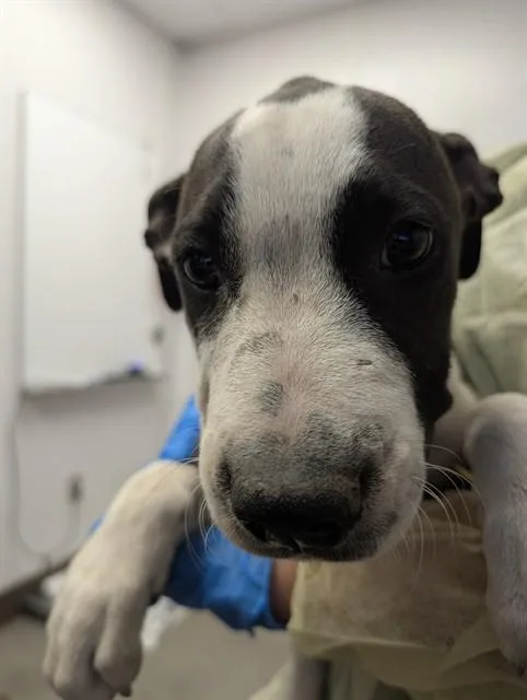 A baby small-sized male Pit Bull Terrier dog named A for adoption in Tucson, AZ