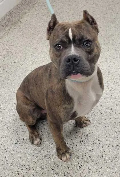 An adult medium-sized male Brown / Chocolate Pit Bull Terrier dog named Trotter for adoption in Kansas City, MO