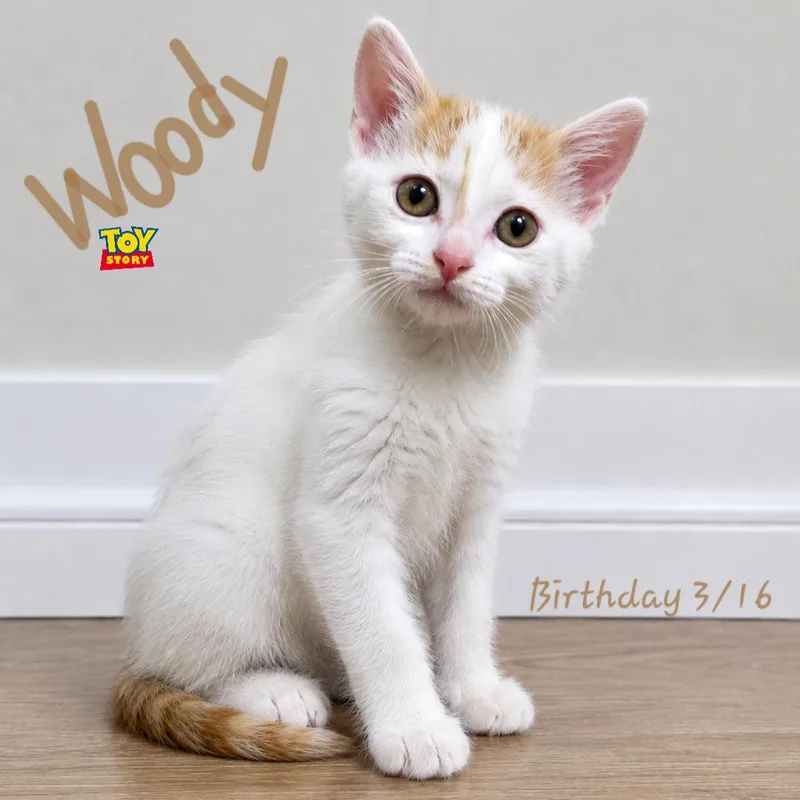 Woody