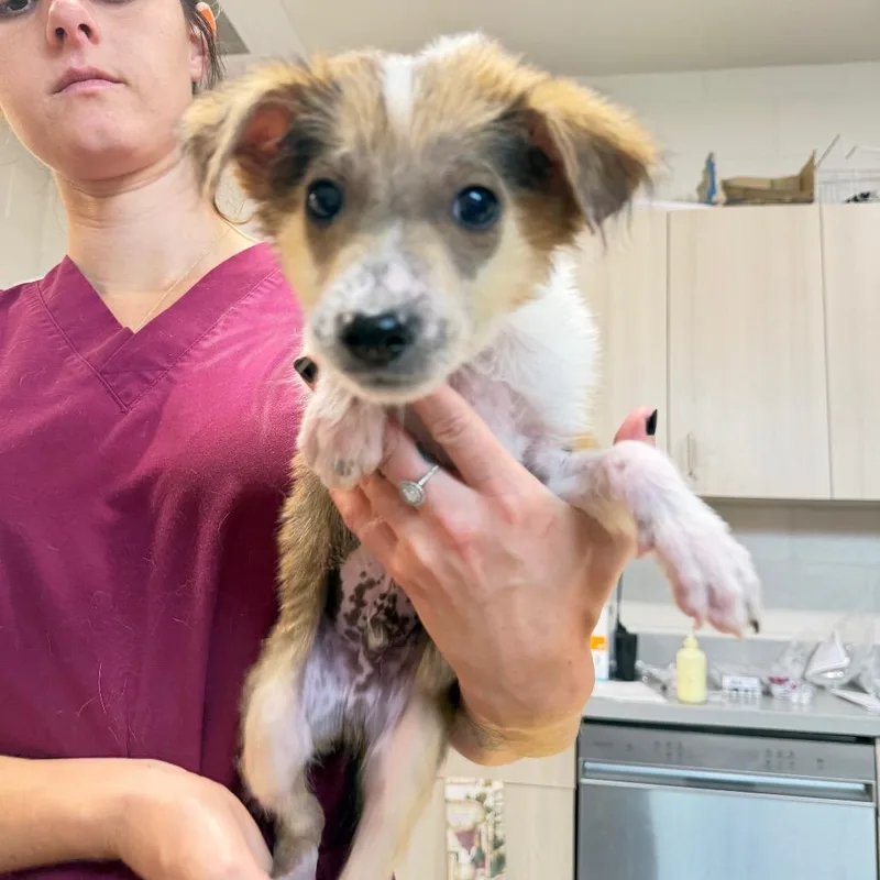 A baby small-sized male Yellow / Tan / Blond / Fawn Mixed Breed dog named David for adoption in Englewood, FL