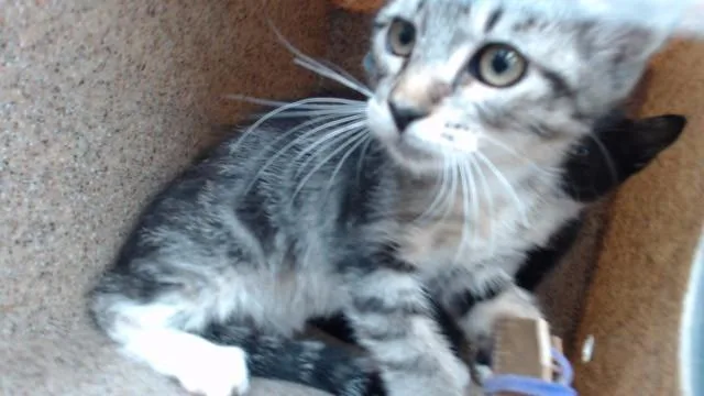 A baby medium-sized male Domestic Short Hair cat named Phillip for adoption in Downey, CA
