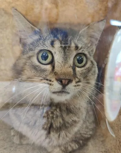 An adult large-sized male Domestic Short Hair cat named Martin for adoption in Lafayette, IN