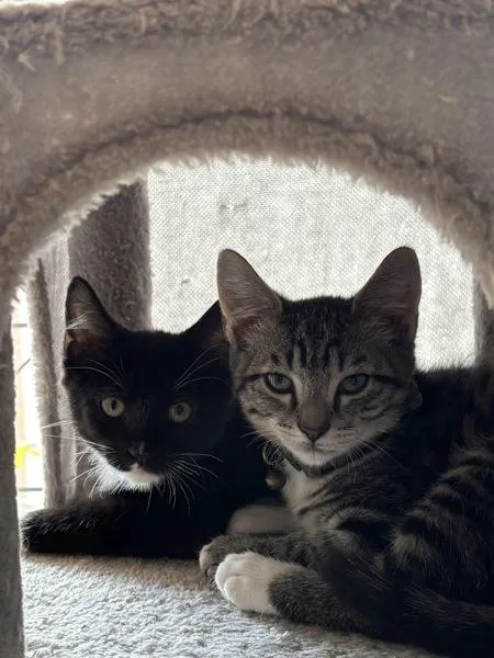 A baby small-sized male Domestic Short Hair cat named Cassian for adoption in Virginia Beach, VA