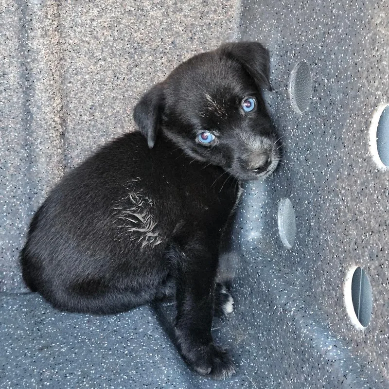 A baby small-sized female Black Mixed Breed dog named Deacon for adoption in Lake Jackson, TX