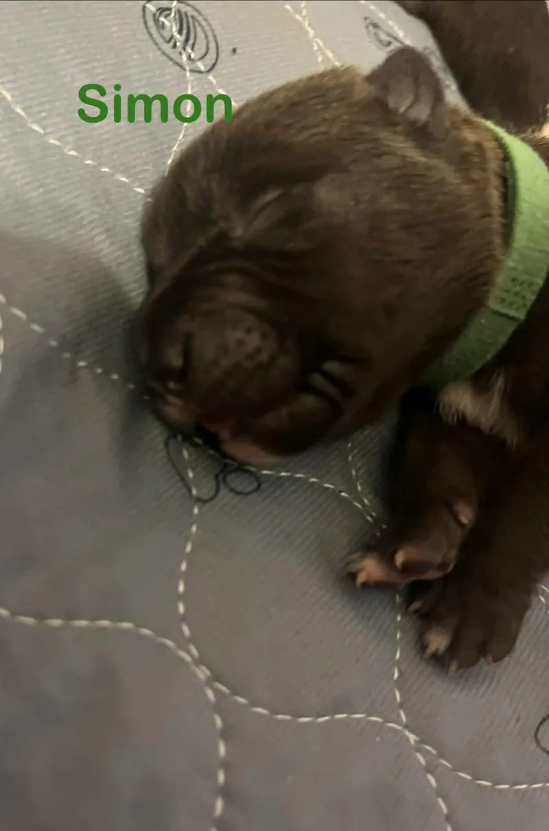 Simon