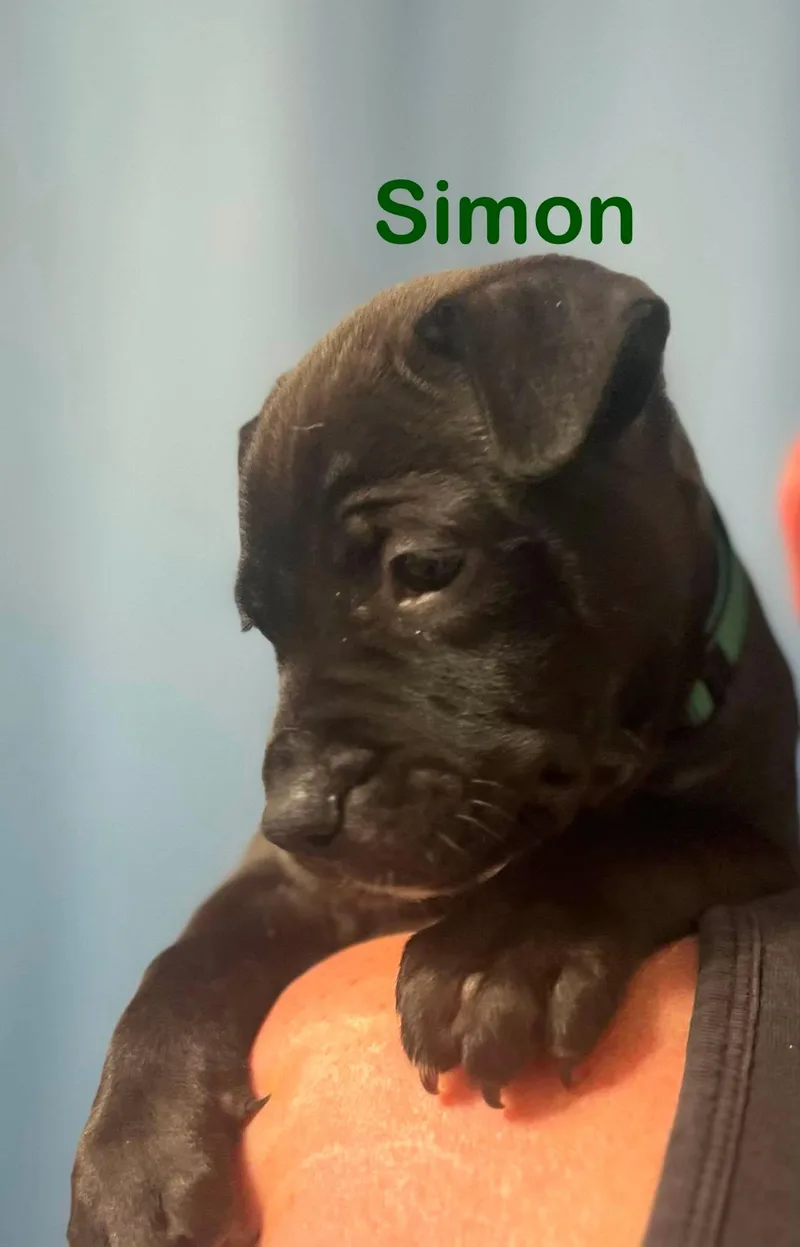 Simon thumbnail 2