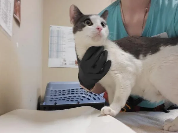 An adult small-sized female Domestic Short Hair cat named Clair Obscur for adoption in Oceanside, CA