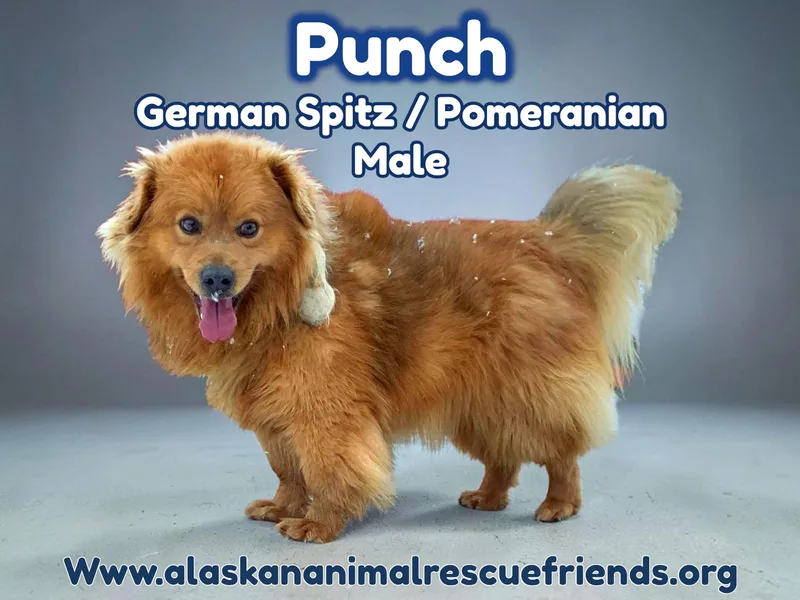 A young medium-sized male German Spitz dog named Punch for adoption in Anchorage, AK