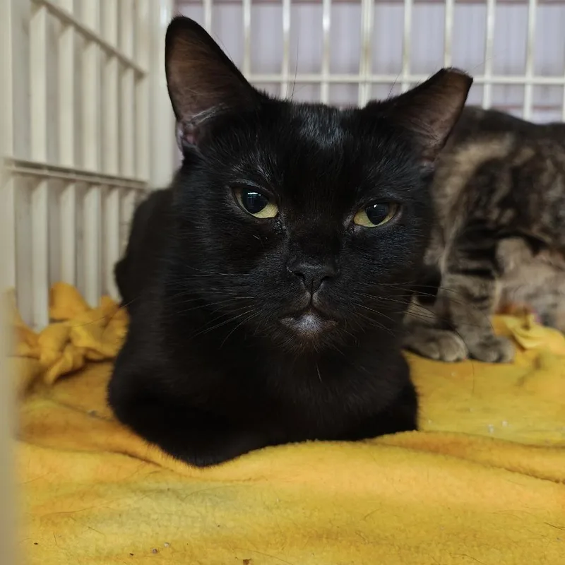 An adult small-sized female Black Domestic Short Hair cat named Mindy for adoption in Madison, WI