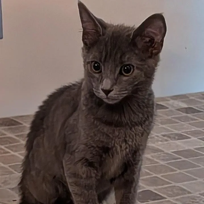 A baby medium-sized male Gray / Blue / Silver Domestic Short Hair cat named Twister for adoption in Winston Salem, NC
