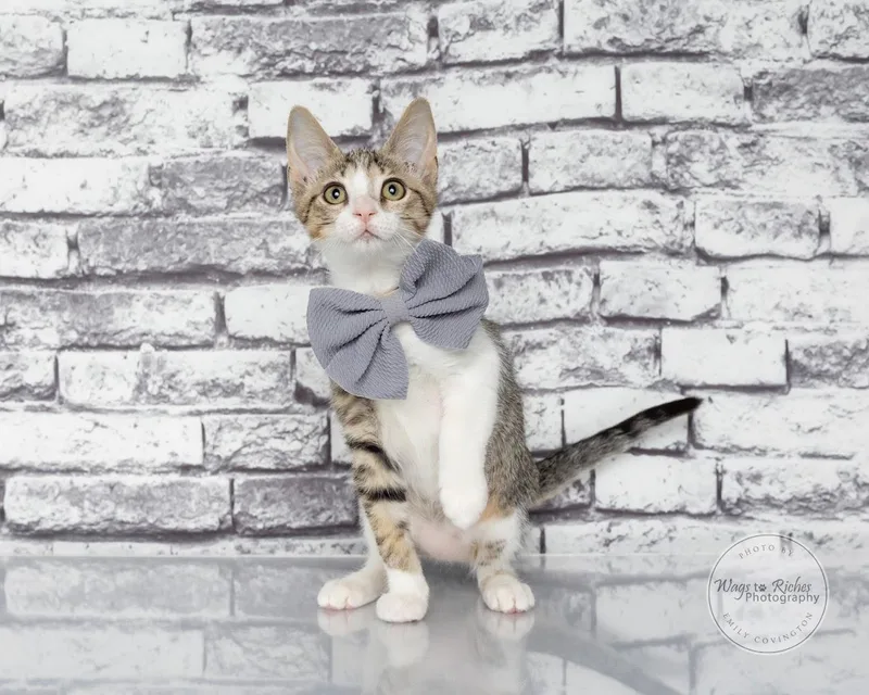 A baby medium-sized female Gray / Blue / Silver Domestic Short Hair cat named Taylor for adoption in Tuscaloosa, AL