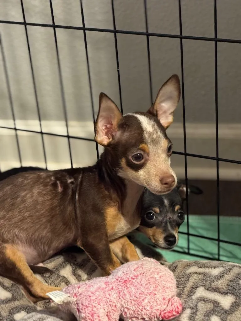 A baby small-sized male Chihuahua dog named Casey for adoption in Canyon Lake, TX