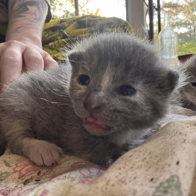 A baby small-sized female Gray / Blue / Silver Domestic Short Hair cat named Nickle for adoption in Hamilton, GA