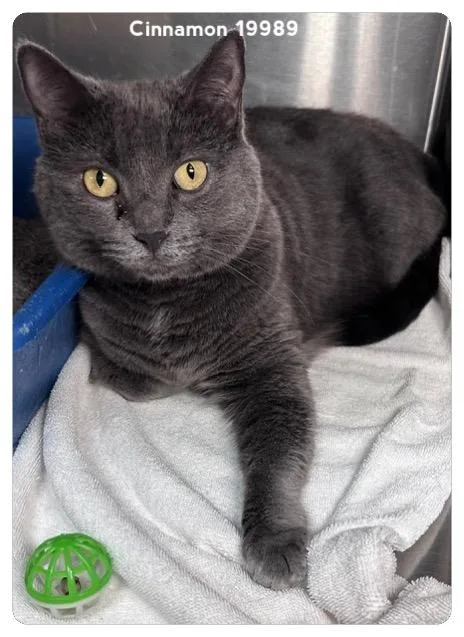 An adult medium-sized female Gray / Blue / Silver Domestic Short Hair cat named Cinnamon for adoption in Marietta, GA