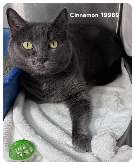 Cinnamon thumbnail 2