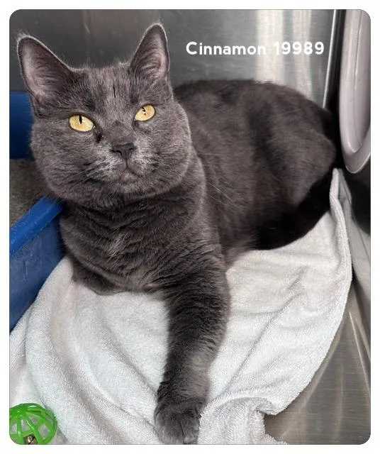 Cinnamon thumbnail 3