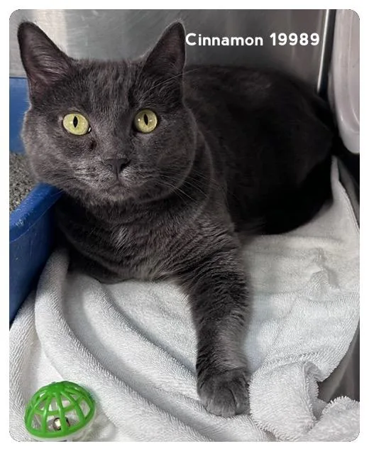 Cinnamon thumbnail 4