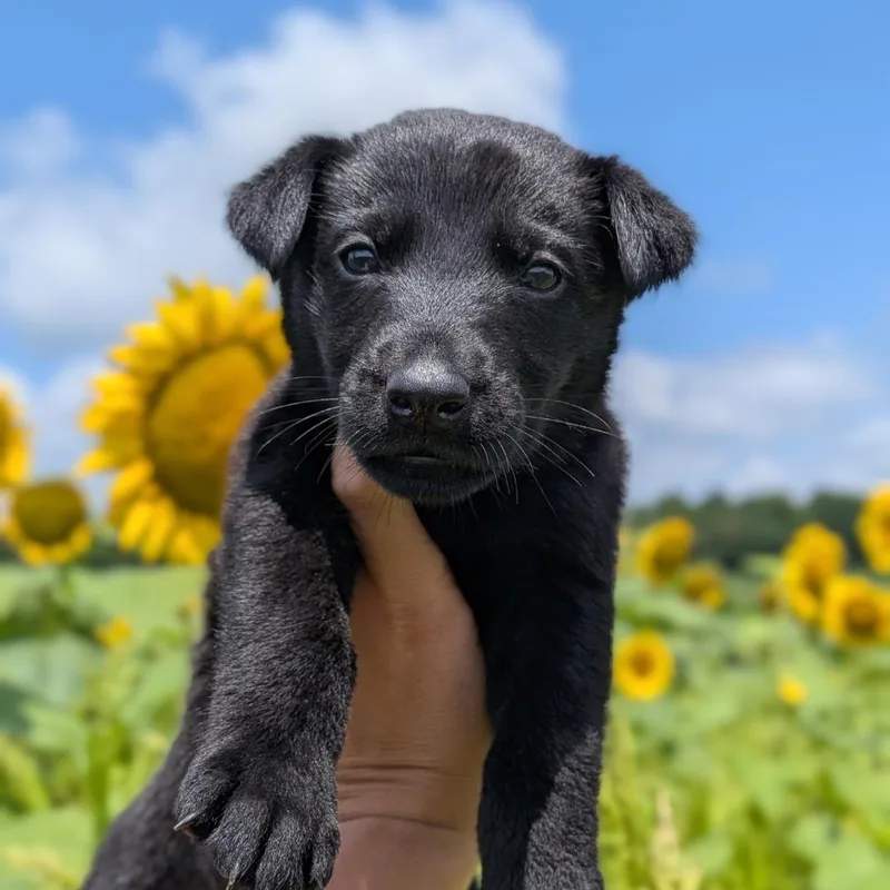 A baby large-sized female Black German Shepherd Dog dog named Phoenix for adoption in Spring hill, TN