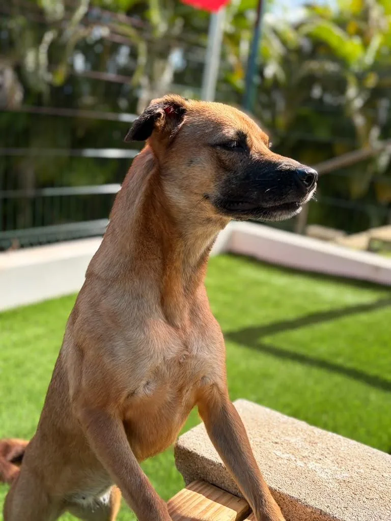 An adult medium-sized female Mixed Breed dog named Pixel for adoption in Brooklyn, NY