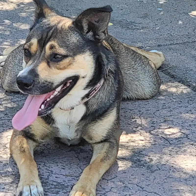 A young medium-sized female Yellow / Tan / Blond / Fawn Shepherd dog named Mia for adoption in Point Richmond, CA