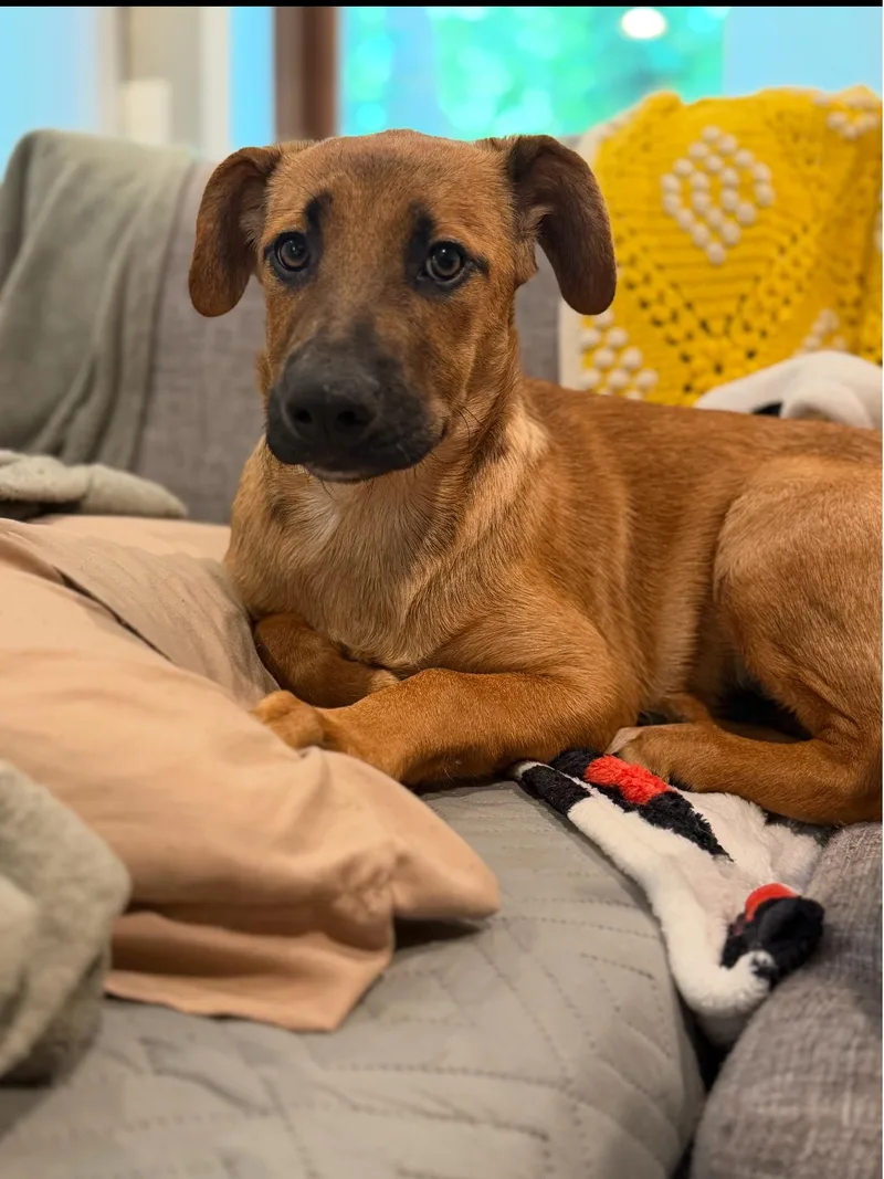 A baby medium-sized female Mixed Breed dog named Billie for adoption in Salisbury, MD
