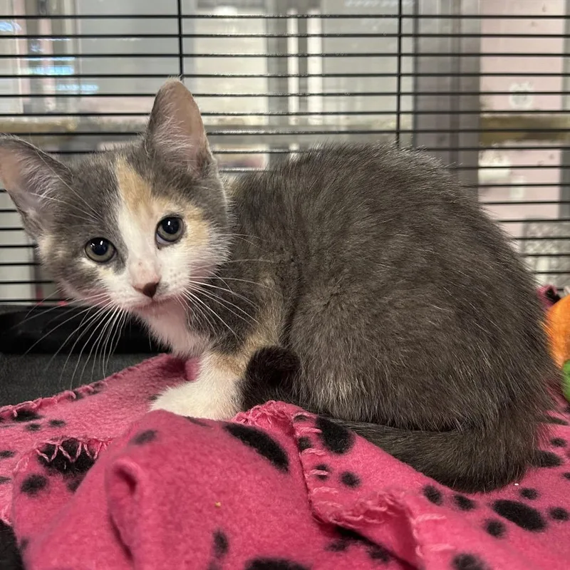 A baby small-sized female Calico Domestic Short Hair cat named Maid Marian for adoption in Binghamton, NY