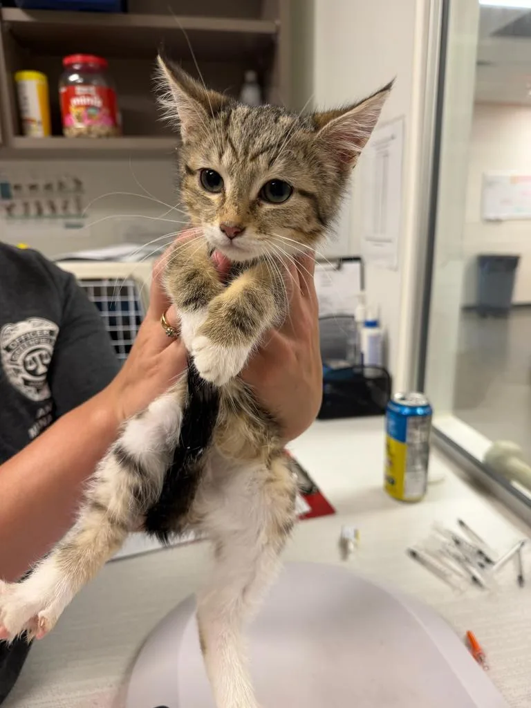 A baby small-sized female Domestic Medium Hair cat named Solitare for adoption in Greenfield, IN