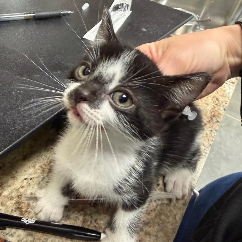 A baby small-sized male Black & White / Tuxedo Domestic Short Hair cat named Kristoff for adoption in Webster, TX