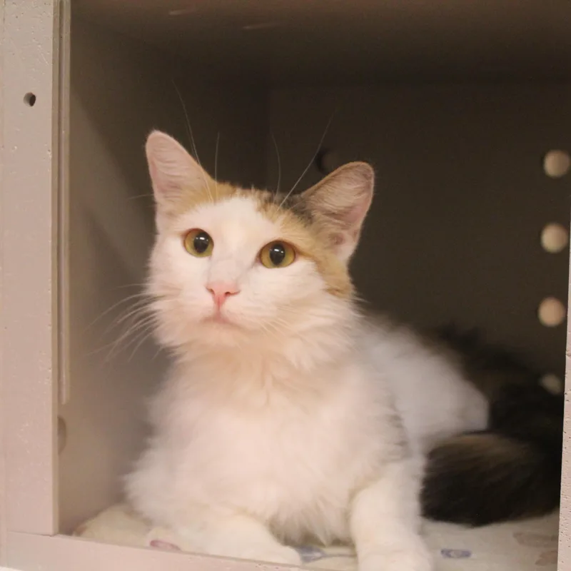 A young medium-sized female Calico Domestic Long Hair cat named Leliana for adoption in Yucca Valley, CA